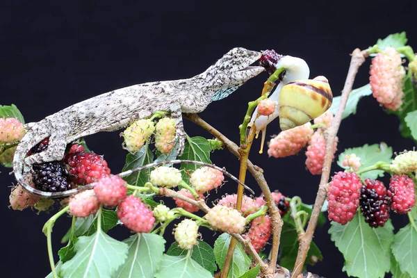 Flying Dragon Ready Eat Small Snail Reptile Moves One Tree — Fotografia de Stock
