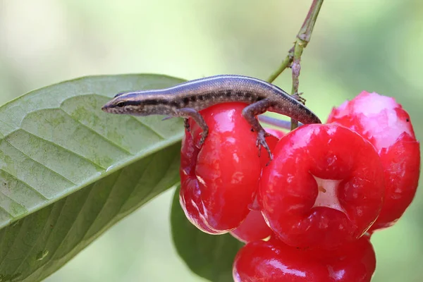 Yellow Lined Skink Looking Prey Collection Water Apples Reptile Has — Fotografia de Stock