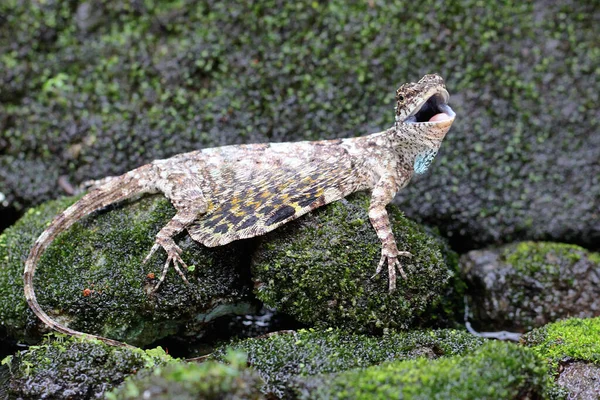 Flying Dragon Sunbathing Starting Its Daily Activities Reptile Moves One — Stockfoto