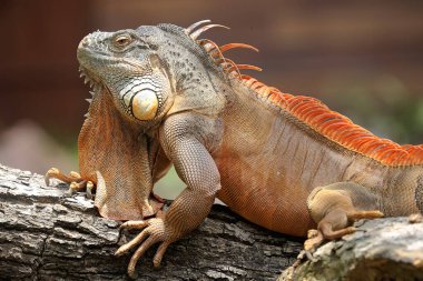 Kırmızı bir iguana yıpranmış odunla güneşleniyor. Bu sürüngenin bilimsel adı iguana iguanası..