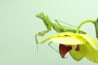 Yeşil bir peygamber devesi mavi arka planda bir çalılıkta avını arıyor. Bu böceğin bilimsel adı hiyerodula sp.