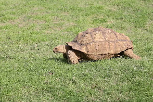 African Spurred Tortoise Slow Walking Search Food Reptile Has Scientific — стоковое фото