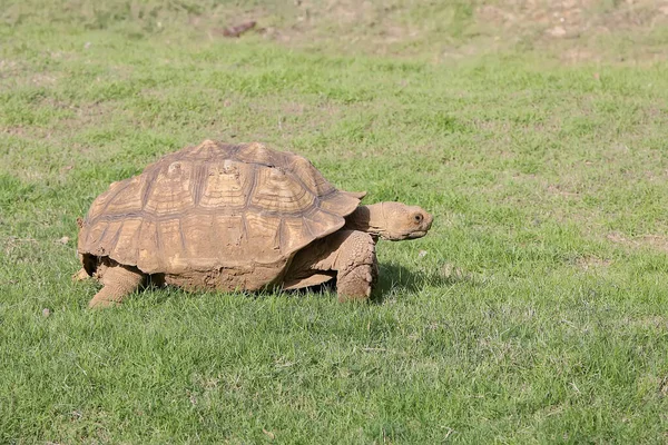 Een Afrikaanse Aangespoord Schildpad Een Langzame Wandeling Zoek Naar Voedsel — Stockfoto