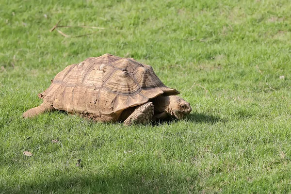 Een Afrikaanse Aangespoord Schildpad Een Langzame Wandeling Zoek Naar Voedsel — Stockfoto