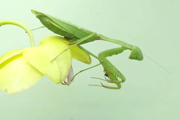 Green Praying Mantis Looking Prey Bush Blue Background Insect Has — Stok fotoğraf
