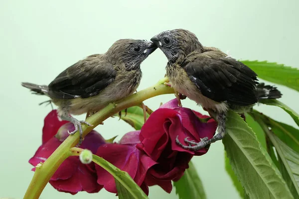 Dwie Młode Munie Javan Żerują Krzakach Ten Mały Ptaszek Naukowe — Zdjęcie stockowe