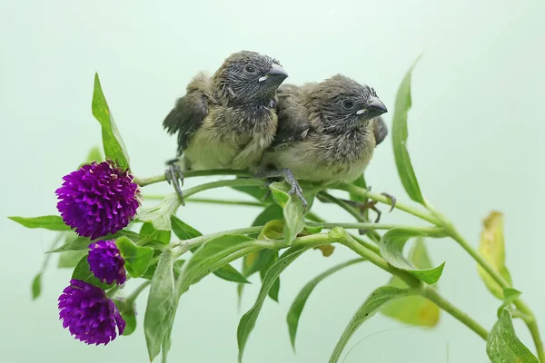 Two Young Javan Munia Foraging Bushes Small Bird Has Scientific — Fotografia de Stock