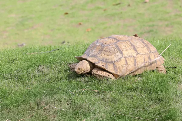 An African spurred tortoise is a slow walking in search of food. This reptile has the scientific name Centrochelys sulcata.