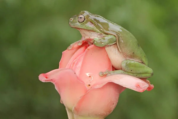 Wywrotka Żaba Litoria Caerulea Spoczywa Dzikim Kwiatku — Zdjęcie stockowe