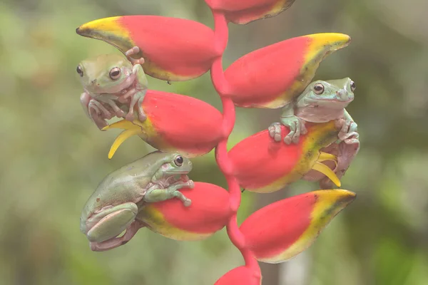 Τρεις Βάτραχοι Litoria Caerulea Που Αναπαύονται Ένα Λουλούδι Μπανάνας — Φωτογραφία Αρχείου
