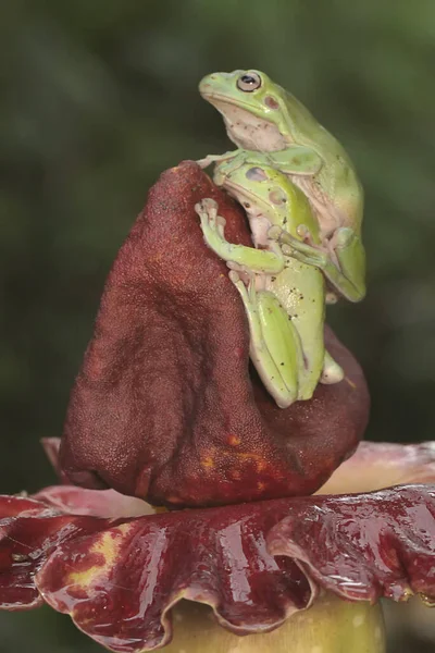 Duas Rãs Basculantes Estão Descansar Este Anfíbio Verde Tem Nome — Fotografia de Stock