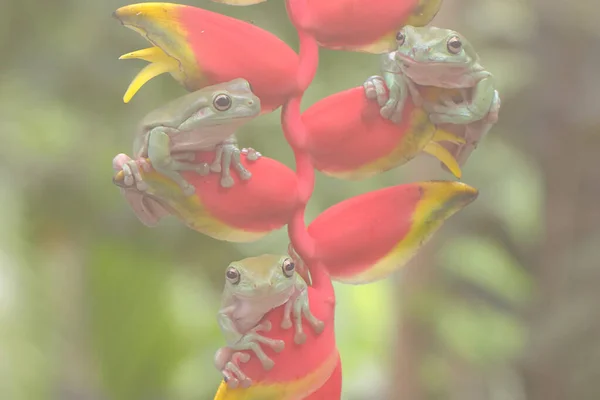 バナナの花の上に3羽のカエル リトリア カエルーラ が休んでいる — ストック写真