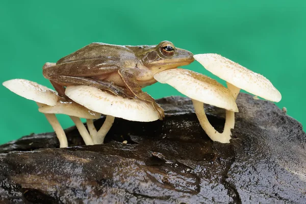 Obyčejná Stromová Žába Ležící Hnijícím Kmeni Stromu Zarostlém Houbami Žába — Stock fotografie