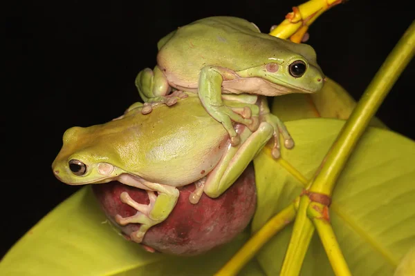 Dvě Zavalité Žáby Ležící Kmeni Mangostanů Tento Obojživelník Vědecké Jméno — Stock fotografie
