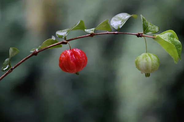 Ripe Surinam Cherries Ready Harvested Fruit Contains Lot Vitamin Has — Stockfoto