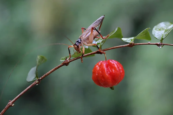 Katydids Grilo Arbusto Está Procura Presas Uma Fruta Silvestre — Fotografia de Stock