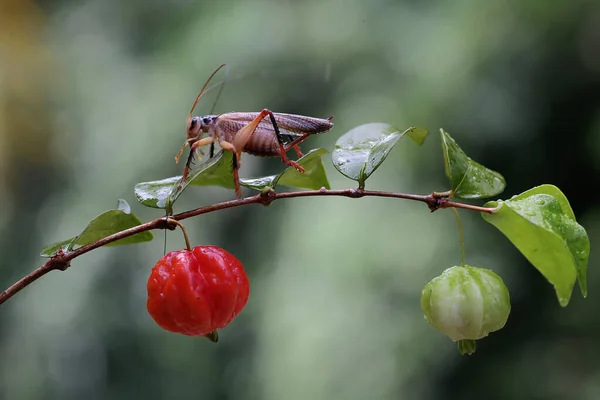 Katydids Bush Cricket Looking Prey Wildfruit —  Fotos de Stock