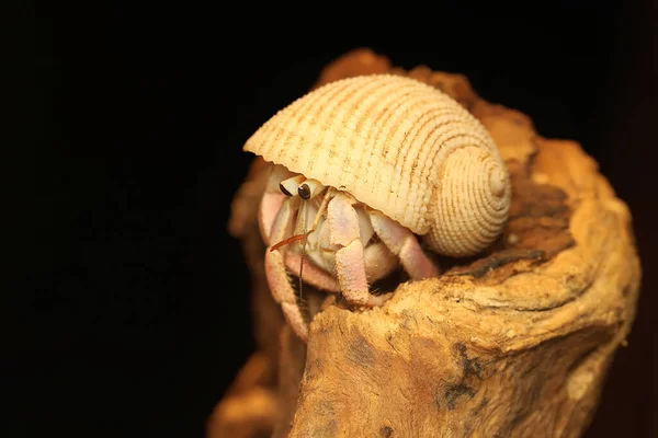 Hermit Crab Walking Slowly Dry Tree Trunk Animal Has Scientific —  Fotos de Stock