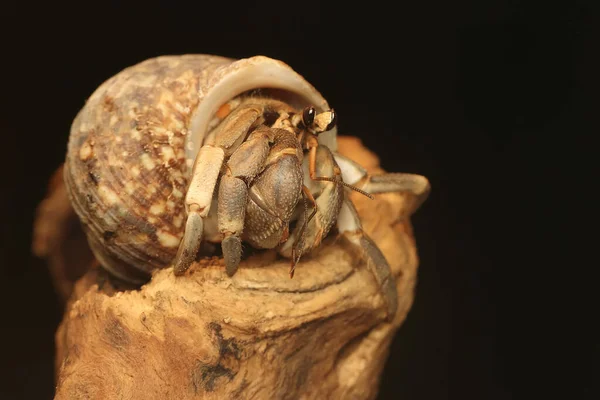 Hermit Crab Walking Slowly Dry Tree Trunk Animal Has Scientific — 图库照片