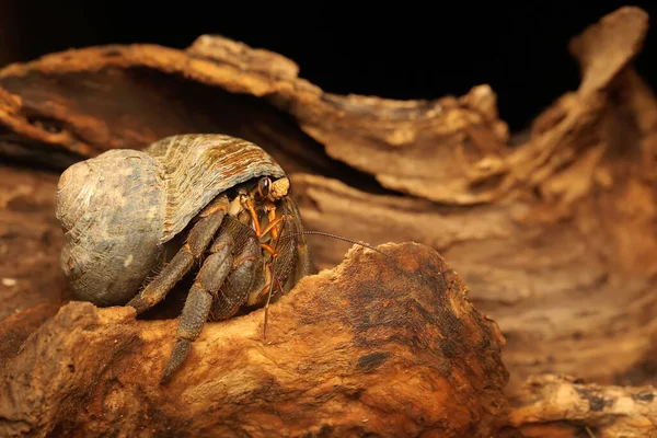 Hermit Crab Walking Slowly Dry Tree Trunk Animal Has Scientific — 스톡 사진