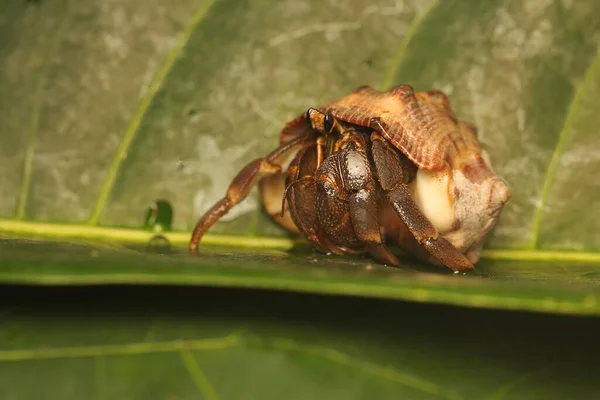 Hermit Crab Walking Slowly Leaves Shelled Animal Has Scientific Name — Photo