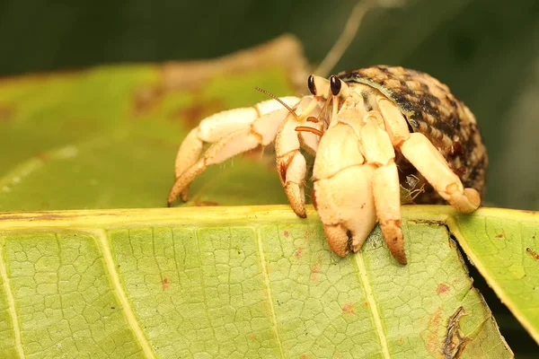 Hermit Crab Walking Slowly Leaves Shelled Animal Has Scientific Name — Stockfoto