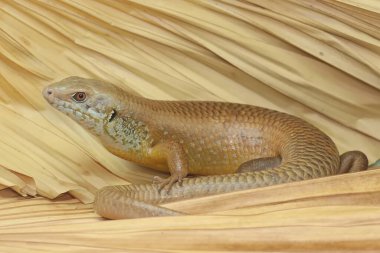 Büyük bir maymun günlük aktivitelerine başlamadan önce güneşleniyor. Doğal yaşam alanı Papua Yeni Gine ve Avustralya olan bu sürüngenin bilimsel adı Bellatorias frerei 'dir.. 