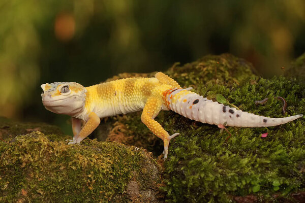 Леопардовый геккон (Eublepharis macularius) позирует в отличительном стиле.