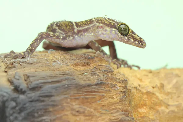 Een Bosgekko Zoekt Een Prooi Verspreiding Van Deze Gekko Met — Stockfoto