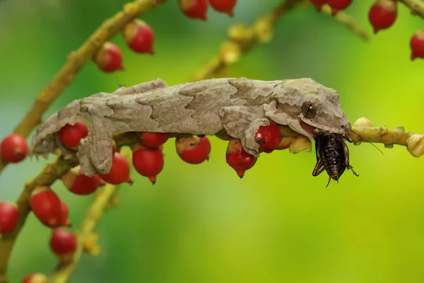Kuhl Flying Gecko Resting Palm Grove Reptile Has Scientific Name —  Fotos de Stock