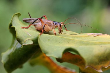 A katydids or bush cricket eating anthurium leaves. These insects like to eat leaves, flowers and fruit.