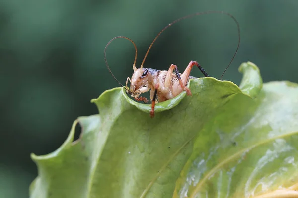 Katydids Bush Cricket Eating Anthurium Leaves Insects Eat Leaves Flowers — Zdjęcie stockowe