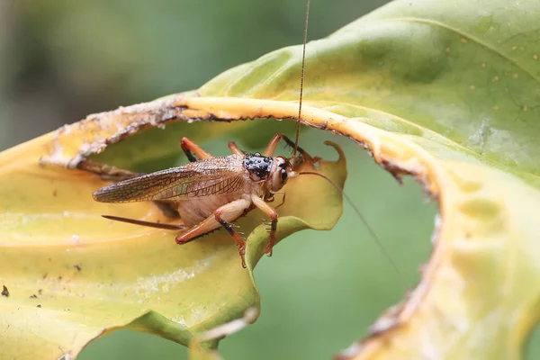 Katydids Bush Cricket Eating Anthurium Leaves Insects Eat Leaves Flowers — Zdjęcie stockowe