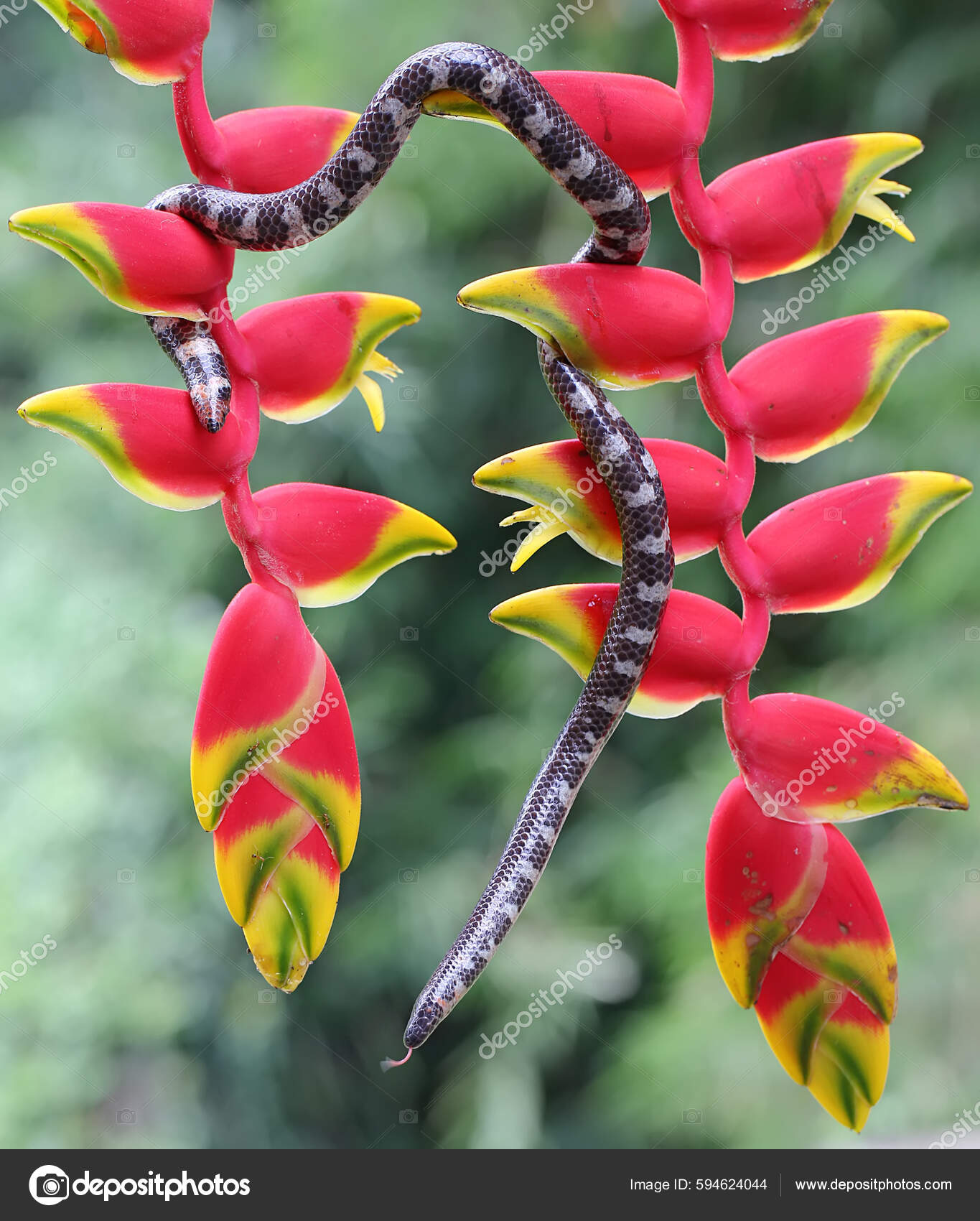Common Pipe Snake Looking Prey Wild Banana Flower Snake Whose.