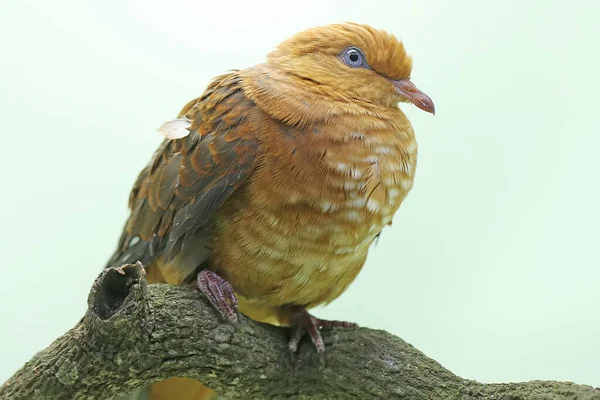 Little Cuckoo Dove Perched Dry Tree Branch Bird Has Scientific — Stockfoto
