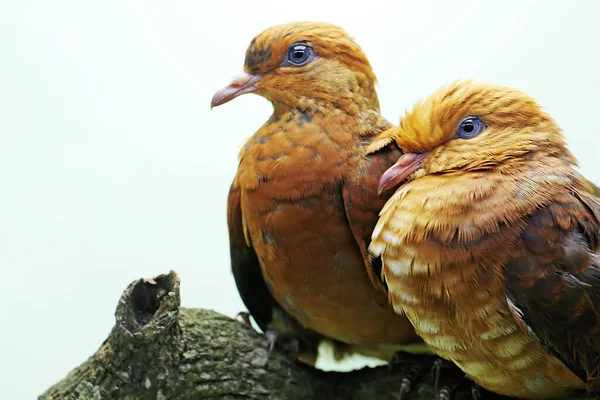 Two Little Cuckoo Doves Were Perched Dry Tree Branch Bird — Stockfoto
