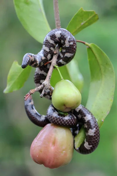 A common pipe snake is looking for prey on a branch of a water apple tree filled with fruit. This snake whose tail resembles its head has the scientific name Cylindrophis ruffus.