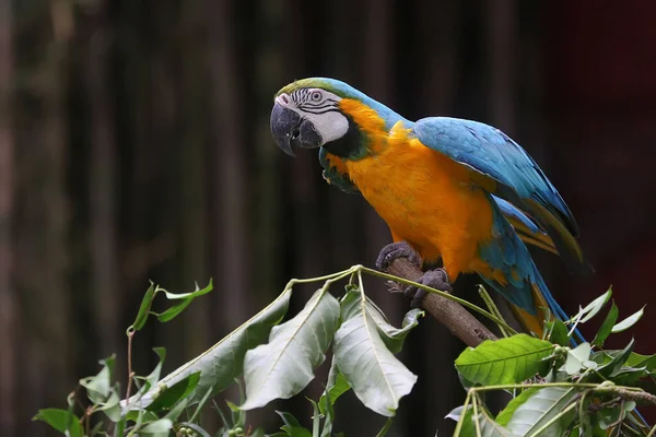 Beauty Scarlet Macaw Has Brilliant Attractive Coat Color Bird Has — Fotografia de Stock