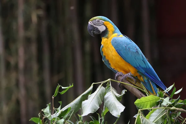 Beauty Scarlet Macaw Has Brilliant Attractive Coat Color Bird Has — Stockfoto
