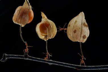 Concept photo of three weaver ants lifting wild plant fruit. This bright red ant has the scientific name Oecophylla smaradigna.