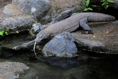 Bir Komodo ejderhası (Varanus komodoensis) günlük aktivitelerine başlamadan önce güneşlenir..