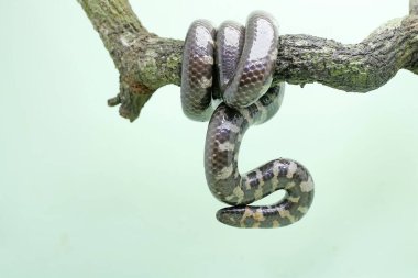 A common pipe snake is looking for prey on a dry tree branch. This snake whose tail resembles its head has the scientific name Cylindrophis ruffus.