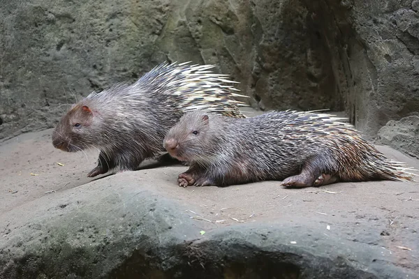 Pair Javanese Hedgehogs Resting Rock Mammal Whose Body Surface Covered — Stock Photo, Image