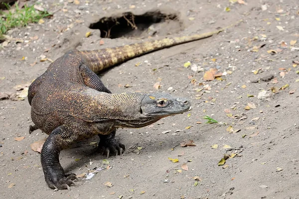 Dragón Komodo Varanus Komodoensis Está Tomando Sol Antes Comenzar Sus — Foto de Stock