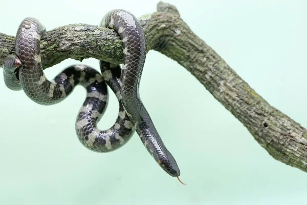 Common Pipe Snake Looking Prey Dry Tree Branch Snake Whose — 图库照片