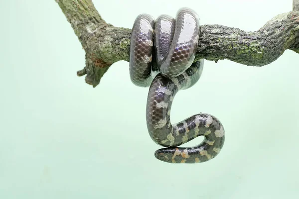 Common Pipe Snake Looking Prey Dry Tree Branch Snake Whose — Fotografia de Stock