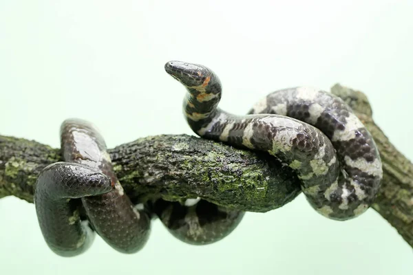 Common Pipe Snake Looking Prey Dry Tree Branch Snake Whose — Zdjęcie stockowe
