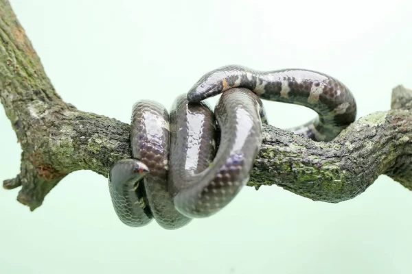 Common Pipe Snake Looking Prey Dry Tree Branch Snake Whose — 图库照片