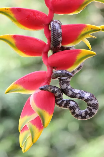 Common Pipe Snake Looking Prey Wild Banana Flower Snake Whose — Stockfoto