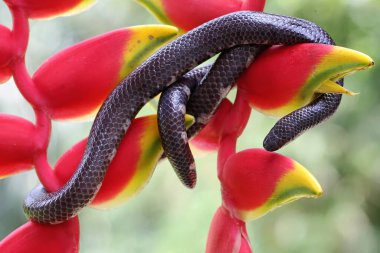 A common pipe snake is looking for prey in a wild banana flower. This snake whose tail resembles the head has the scientific name Cylindrophis ruffus.